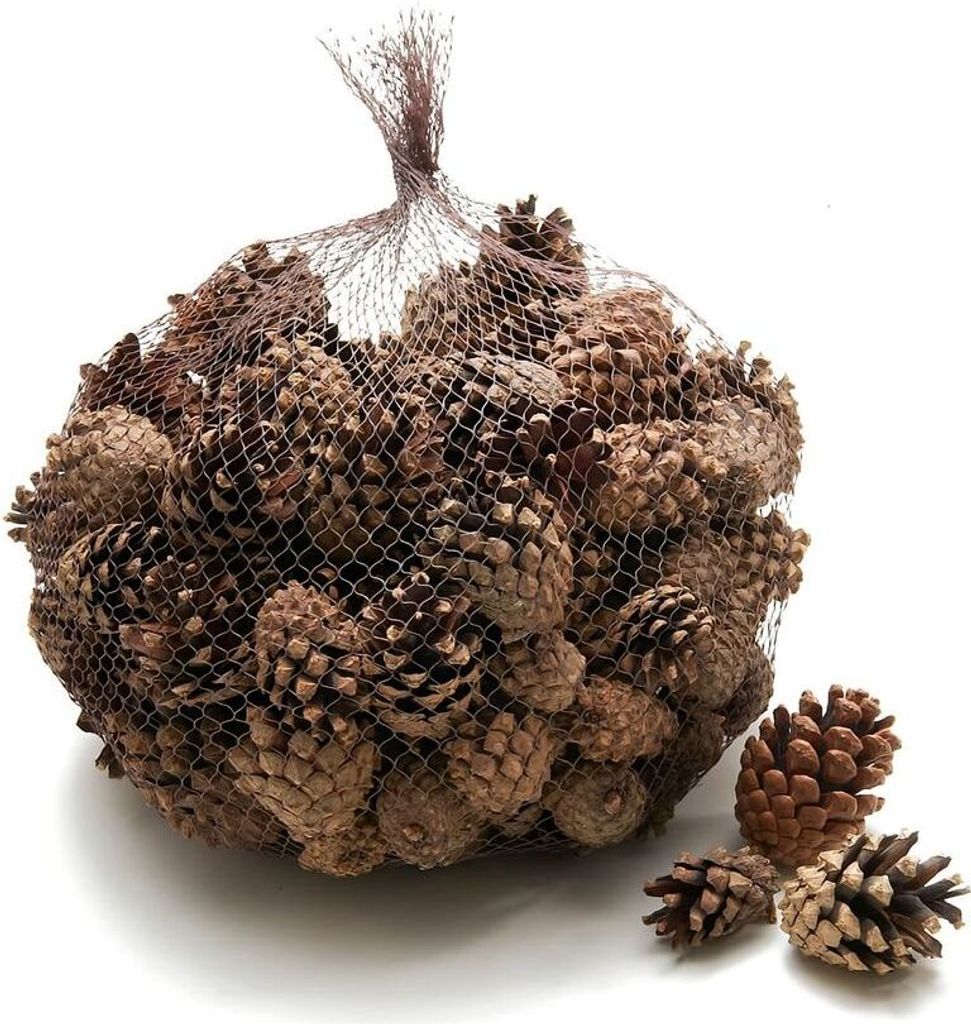 Sylvestris-Zapfen, verpackt mit 1 kg, ca. 150 Stück  | Produktbild 