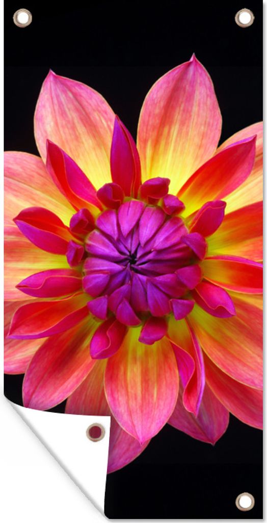 MuchoWow 30x60 cm Outdoor-Poster Gartendeko Sichtschutz Garten Poster für den Garten Eine Nahaufnahme der mehrfarbigen Dahlienblüte auf schwarz...
