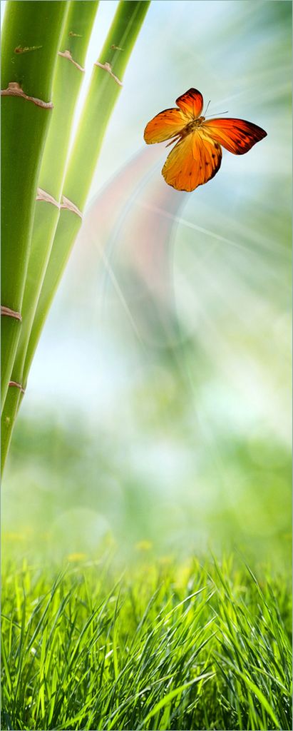 Wallario selbstklebendes Poster - Schmetterling im Grünen mit Bambus, Größe: 80 x 200 cm