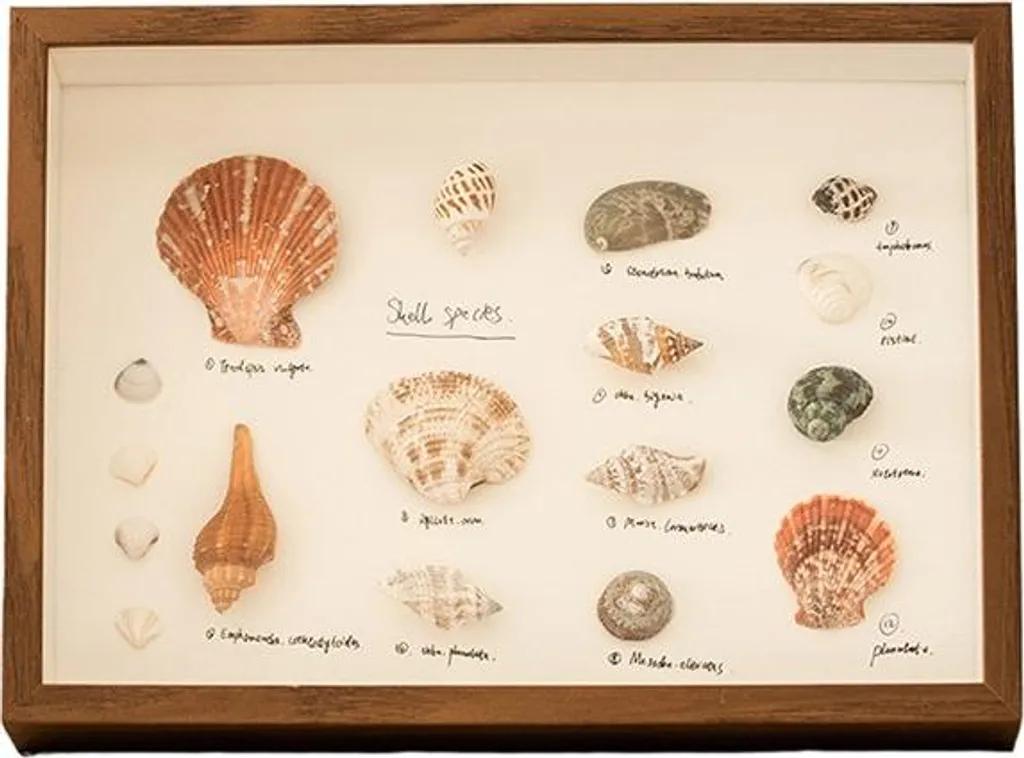 INF Cornice per display fai-da-te: cornice 3D in acrilico per fiori secchi Cachi 8 pollici - 1