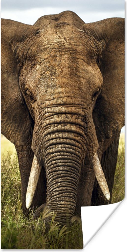 MuchoWow Poster Bedrohung für den Elefanten 60x120 cm - Wandschmuck