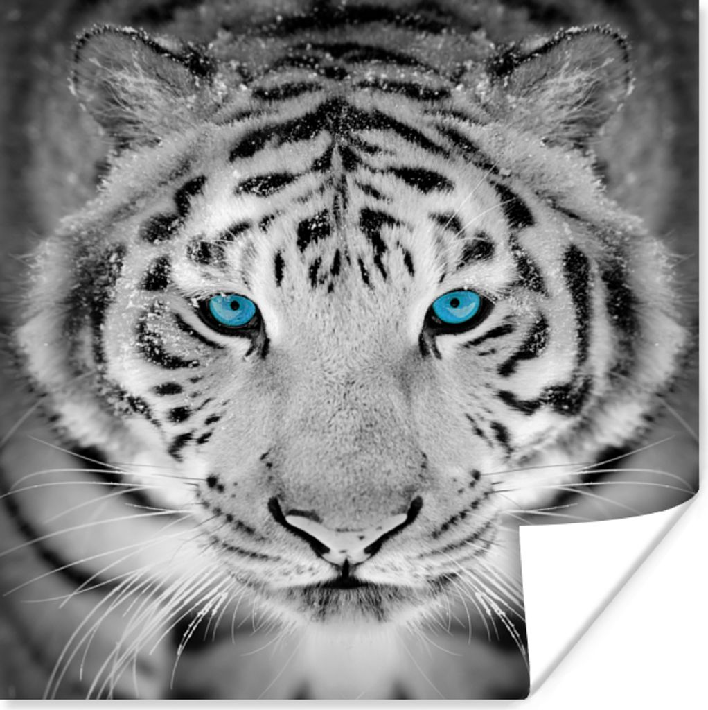 MuchoWow Poster Tiere - Tiger - Augen - Blau - Schwarz und weiß 75x75 cm - Wand Dekoration