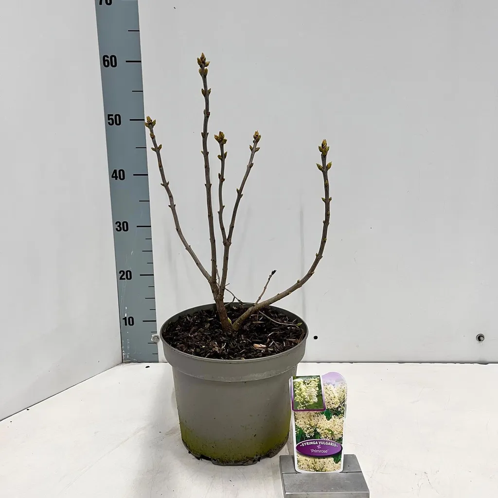 Syringa vulgaris 'Primrose' jaune odorant - Lilas en pot 40-50 cm