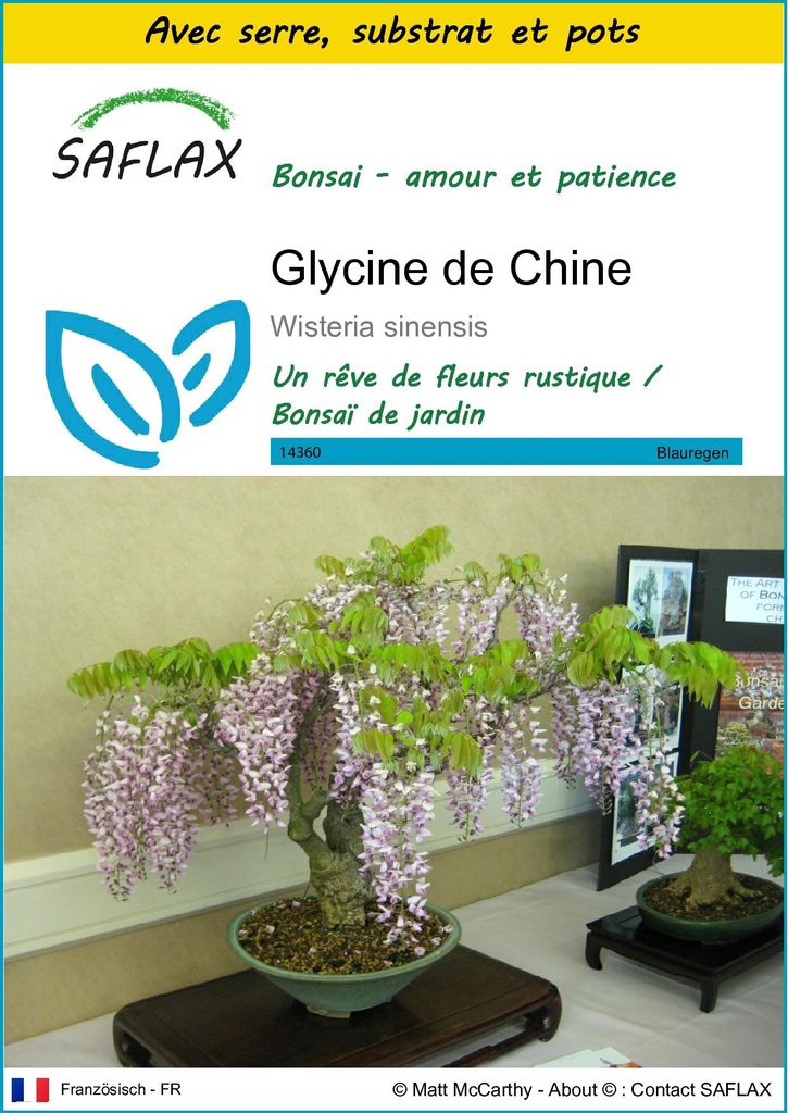 SAFLAX Ensemble de culture - Glycine de Chine - 4 graines - Image du produit 