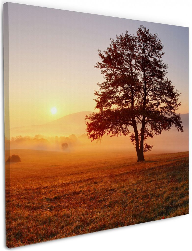 Wallario Premium Leinwandbild Sonnenaufgang über der Wiese mit Nebel in Größe 50 x 50 cm