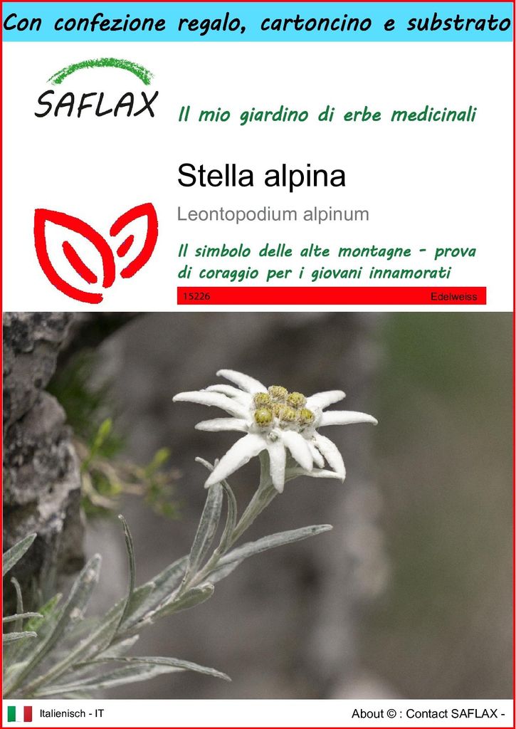 SAFLAX Set regalo - Stella alpina - 500 semi - Leontopodium Immagine del prodotto 
