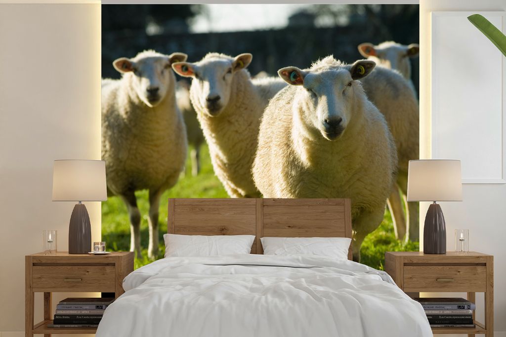 MuchoWow Fototapete für Wohnzimmer oder Schlafzimmer Wandtapete Vinyl Motivtapete Schafe - Tiere - Wolle - 350x350 cm - Schlafzimmertapete