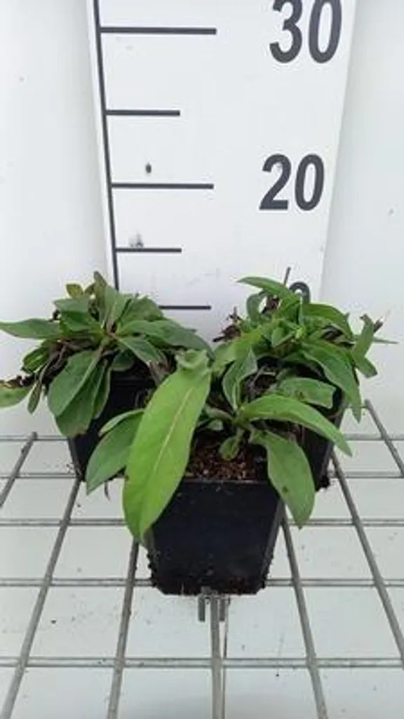 Succisa pratensis Suecica - Lot de 6 vivaces en pot de 9x9 cm