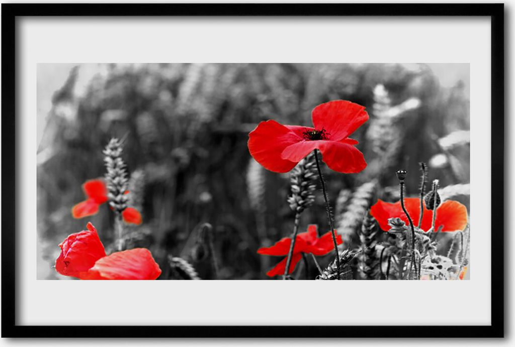 Bild 60x40 MDF-Rahmen Wandkunst Mohnblumen an der Wand