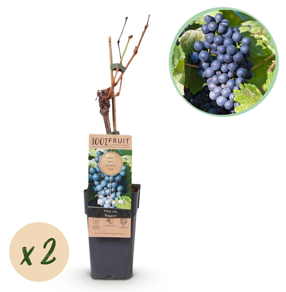 Vitis vinifera "Regent" - Blaue Weintraube - 15cm Topf - ca. 50cm hoch - 2er Set