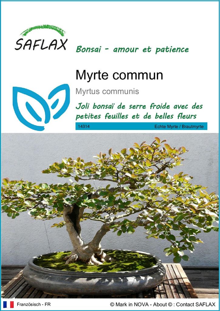 SAFLAX  - Myrte commun - 30 graines - Myrtus Image du produit 