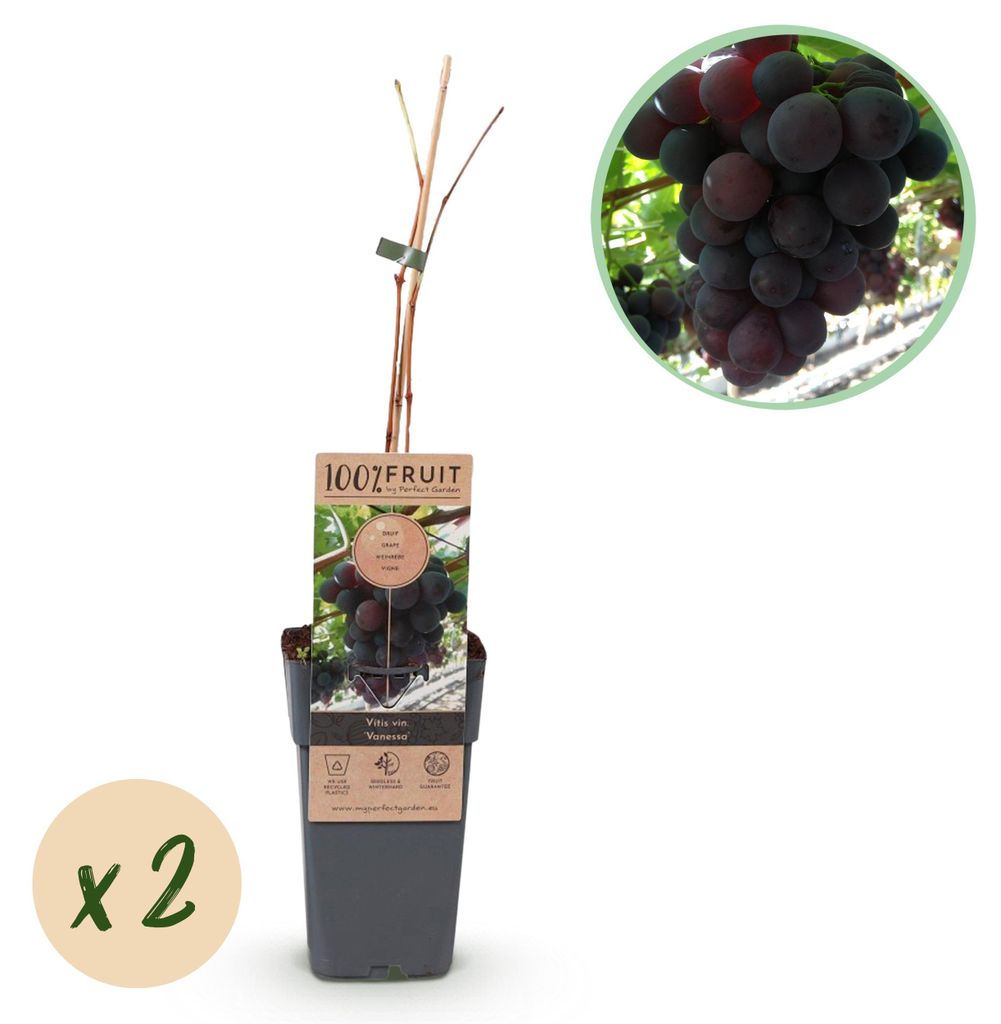 Vitis vinifera "Vanessa" - Kernlose Lila Weintraube - 15cm Topf - ca. 50cm hoch - 2er Set