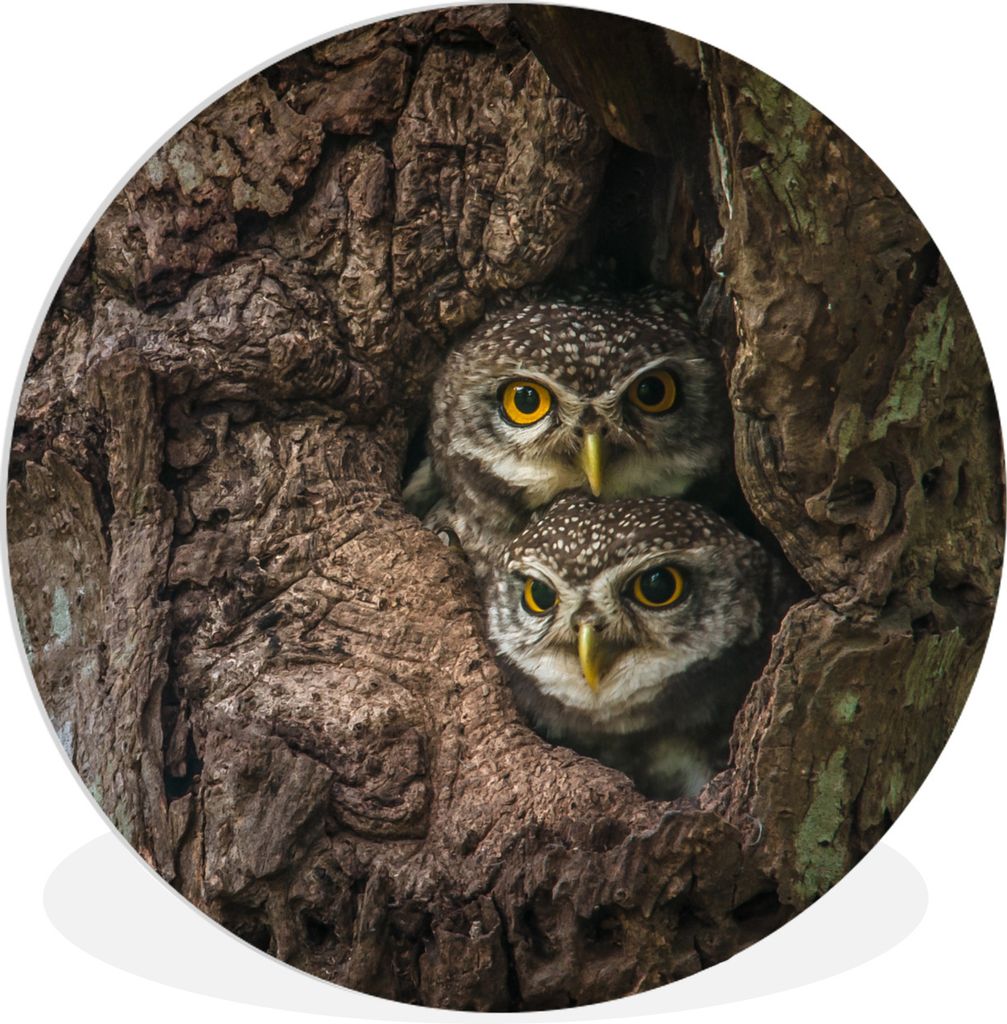 MuchoWow Rundes Wandbild - Runde Bilder Eulen - Baum - Vögel Ø 30 cm Kreis Wanddekoration Kunststoff - Wandkreis - Wandschmuck - Schlafzimmer -...