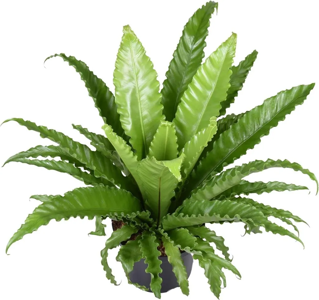 Plante d'intérieur Fougère Asplenium Osaka - Déco Verte Luxe 60 cm