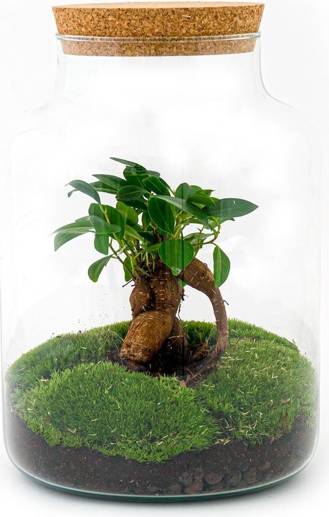 Flaschengarten DIY Bausatz Terrarium Milky Bonsai – Ø21cm – 30cm – Do-It-Yourself Flaschengarten Set mit Ficus Ginseng Bonsai