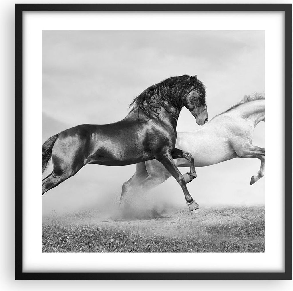 Gerahmtes Poster - Schwarzer Rahmen - Pferde Tiere Galopp Wiese - 50x50 cm - Wand Bild - Wanddeko - Wandbilder - Wandposter - Bilderrahmen - Bilder...