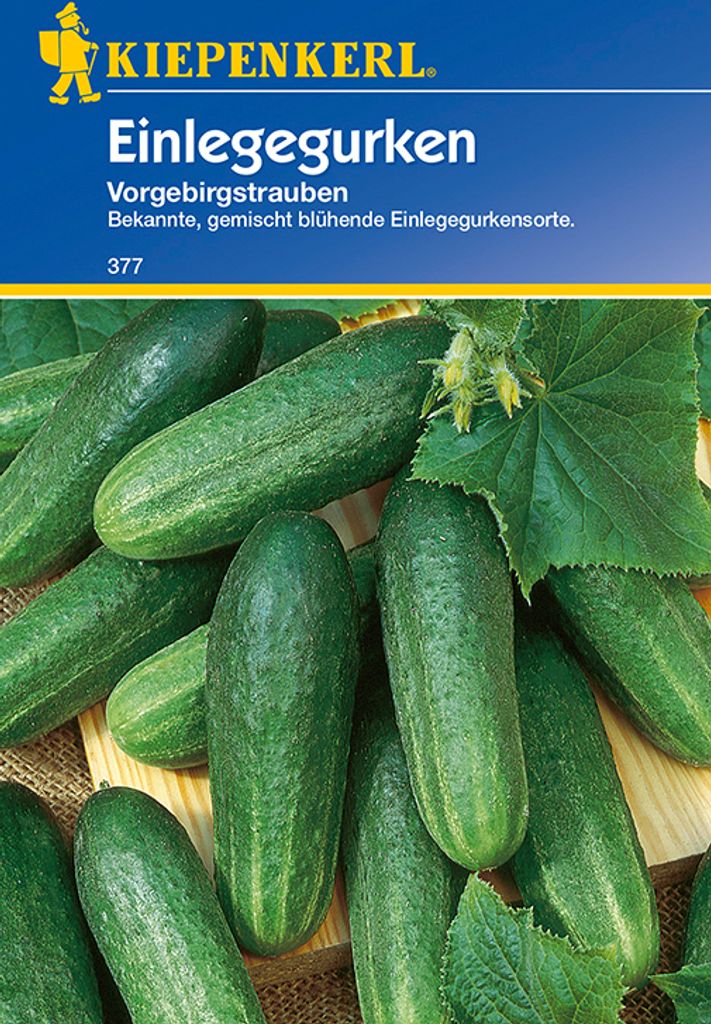 Kiepenkerl Einlegegurkensamen Vorgebirgstrauben Produktbild 