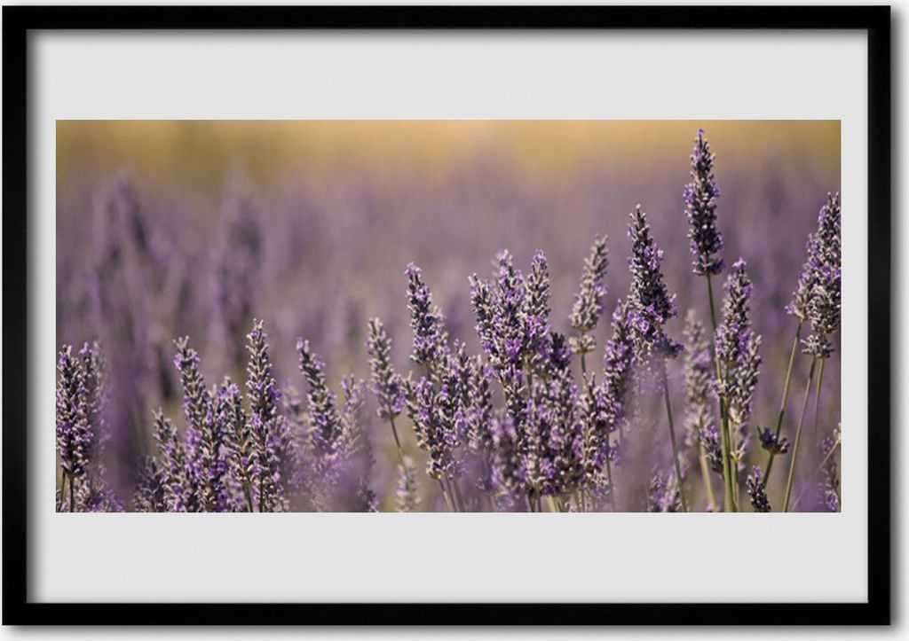 Bild 70x50 MDF-Rahmen Wandkunst Blumen Pflanzen Natur