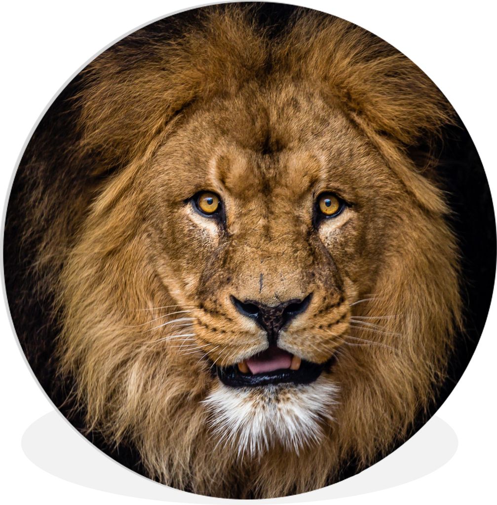 MuchoWow Rundes Wandbild - Runde Bilder Löwe - Porträt - Schwarz - Tiere Ø 30 cm Kreis Wanddekoration Kunststoff - Wandkreis - Wandschmuck - S...