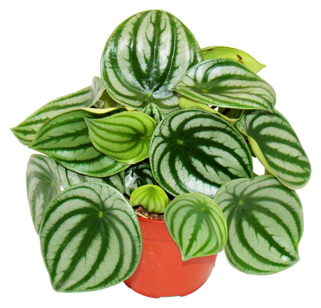 Peperomia argyreia Watermelon – Produktbild 