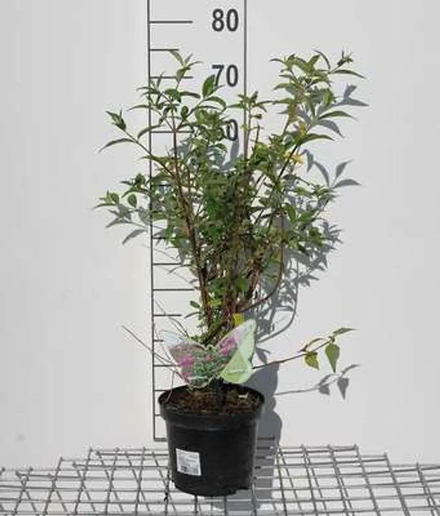 Aménagez un jardin sans entretien avec le Buddleja Argus Velvet