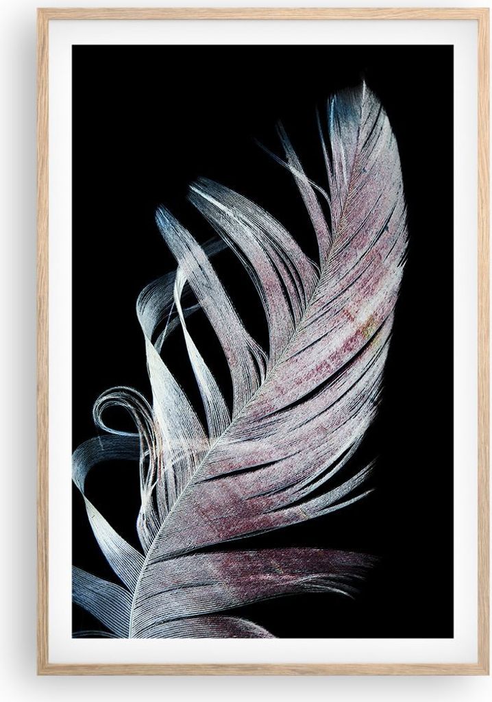 Gerahmtes Poster - Rahmen in heller Eiche - Feder die Farben Zartheit - 61x91,5 cm - Wand Bild - Wanddeko - Wandbilder - Kunstposter - Wandposter -...