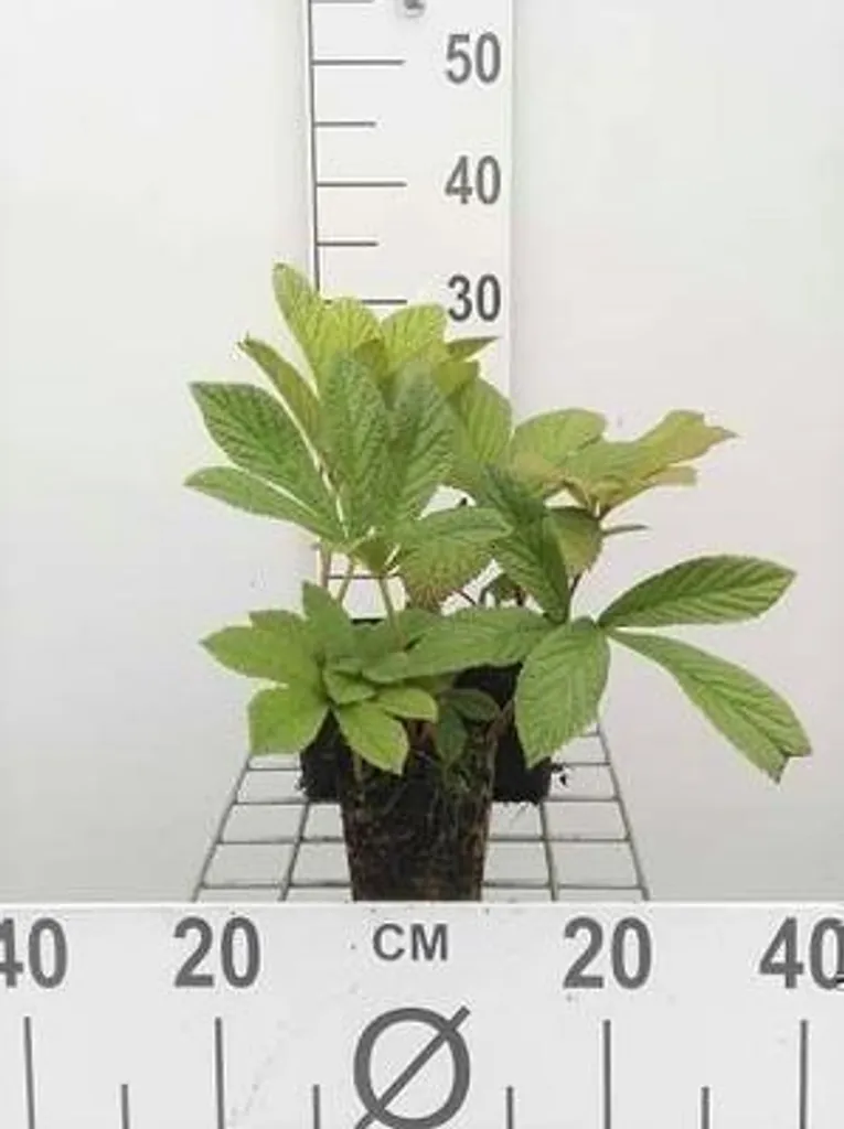 6 Rodgersia pinnata Showleaf en pot 9x9cm plante vivace d'ombre