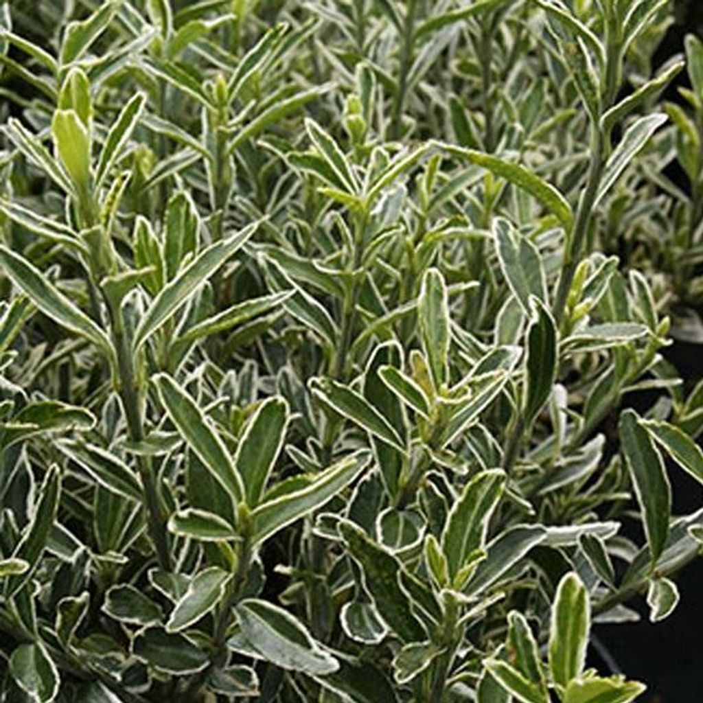 2 x Japanspindel 'Microphyllus' - Euonymus japonicus microphyllus | 20-30 cm in Container