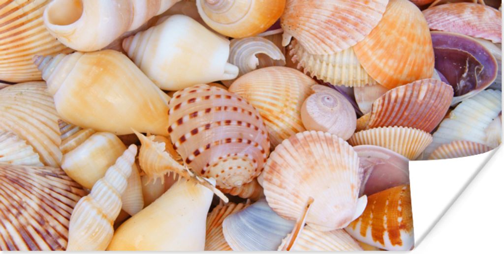 MuchoWow Poster Muscheln - Strand - Sommer - Orange 40x20 cm - Poster für die Wand - Poster Schlafzimmer