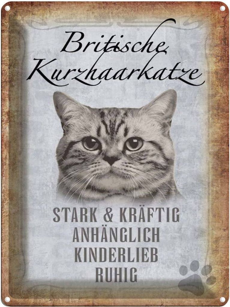 vianmo Blechschild 40x30 cm britische kurzhaarkatze Katze