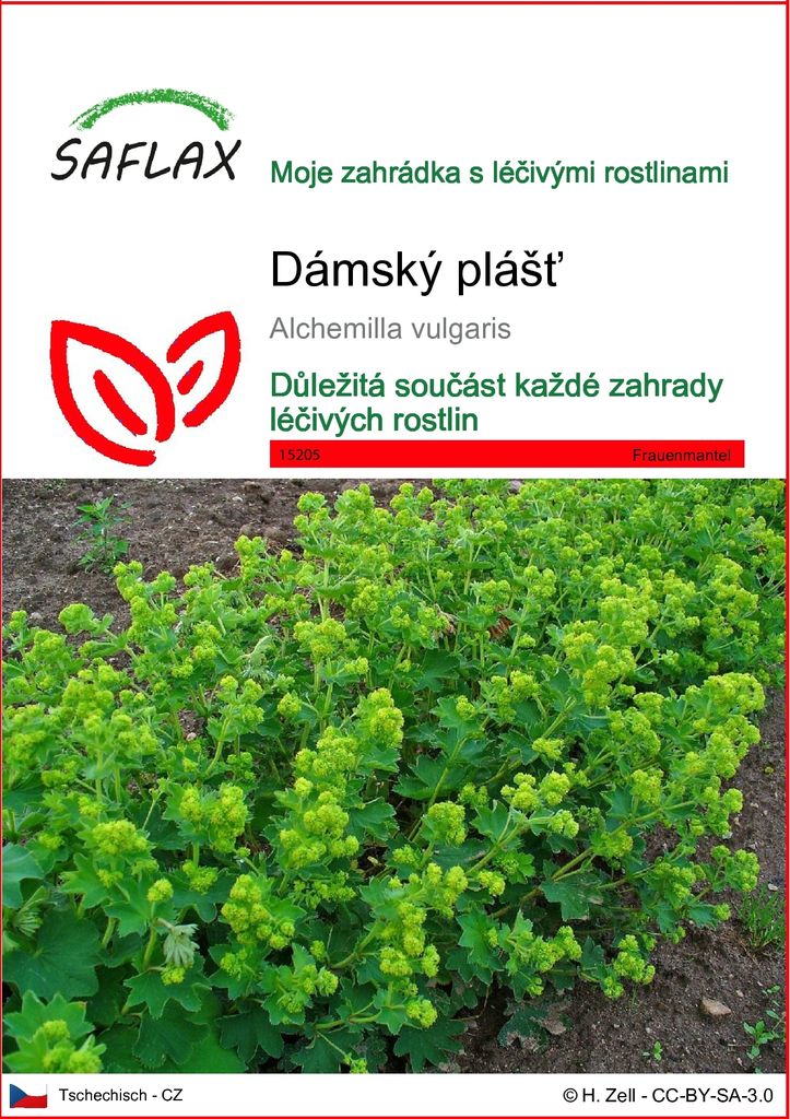 SAFLAX - dámský plášť - Alchemilla vulgaris - 100 Semena Obrázek produktu 