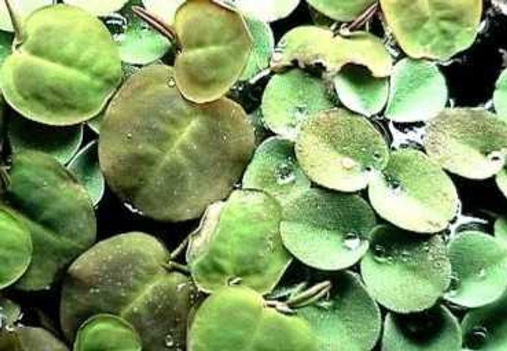 3 Portionen Wasserwolfsmilch (Phyllanthus) mit je 20 Stück
