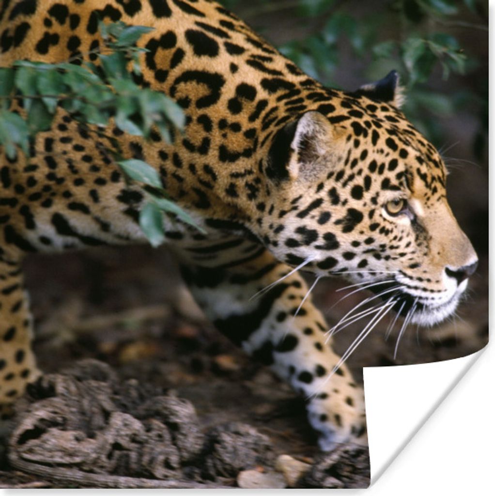 MuchoWow Poster Schleichender Jaguar im Wald 75x75 cm - Wand Dekoration