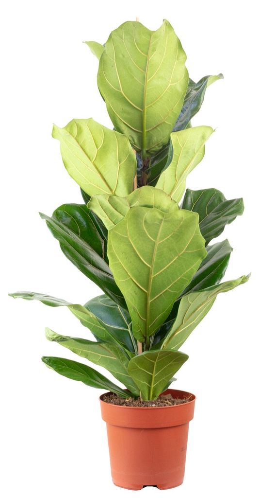Geigenfeige – Moderner Dschungel-Look für Innenräume, ca. 95 cm hoch, Topf-Ø 21 cm