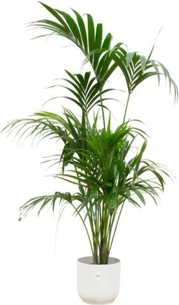 Palmier Kentia grand format déco végétale pour salon bureau véranda
