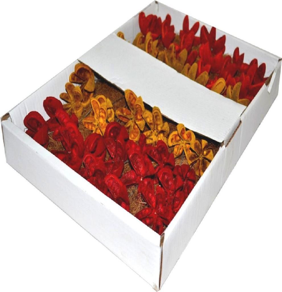Kastanien Blüten I 50 Stück I rot erika orange - 0,87 € pro Stück