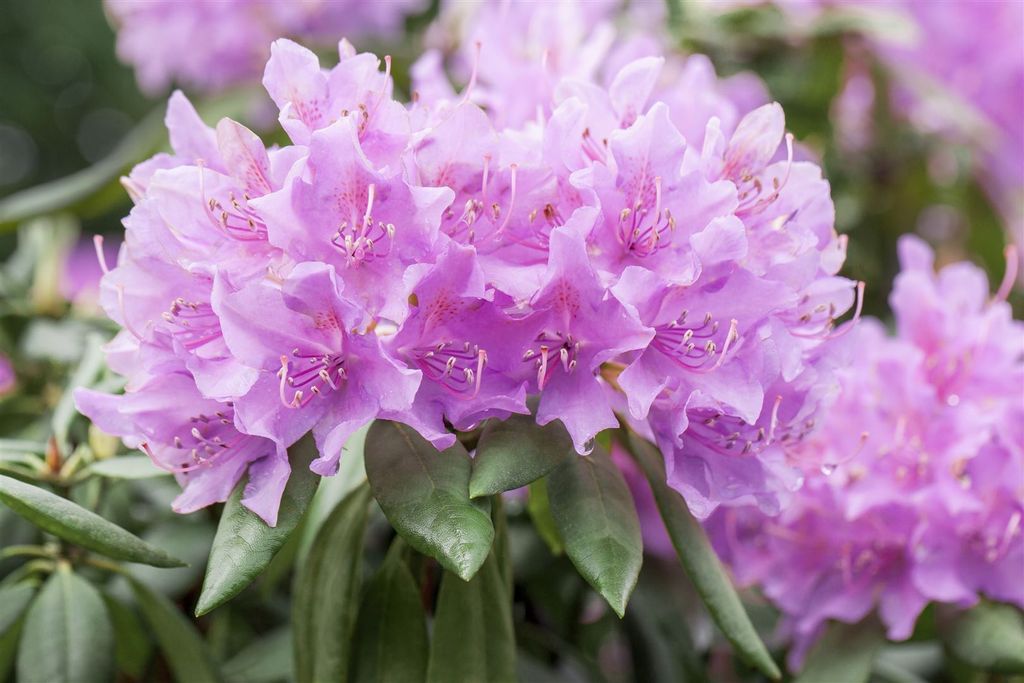 Rhododendron catawbiense 'Grandiflorum', lila Blüten, 40–50 Produktbild 