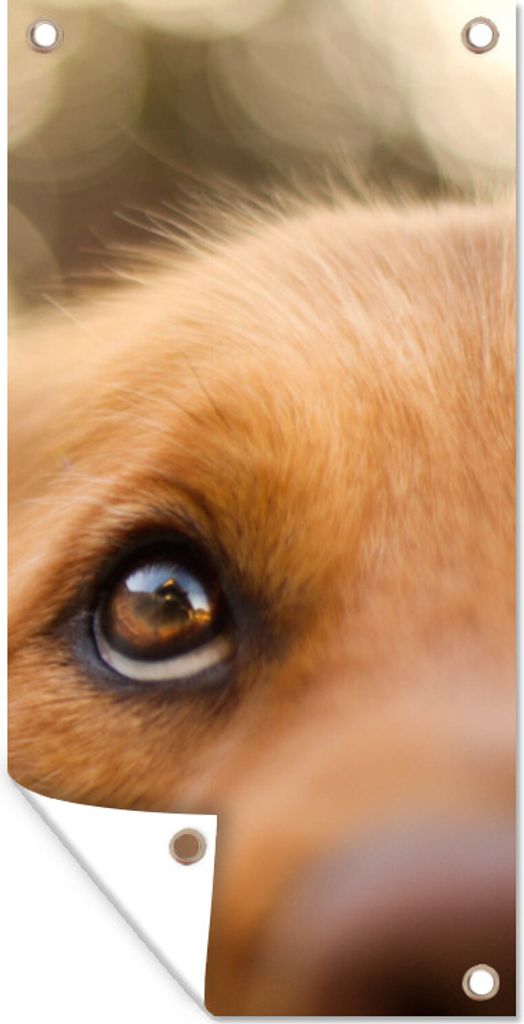MuchoWow 80x160 cm Outdoor-Poster Gartendeko Sichtschutz Garten Poster für den Garten Das Glitzern im Auge des Golden Retrievers