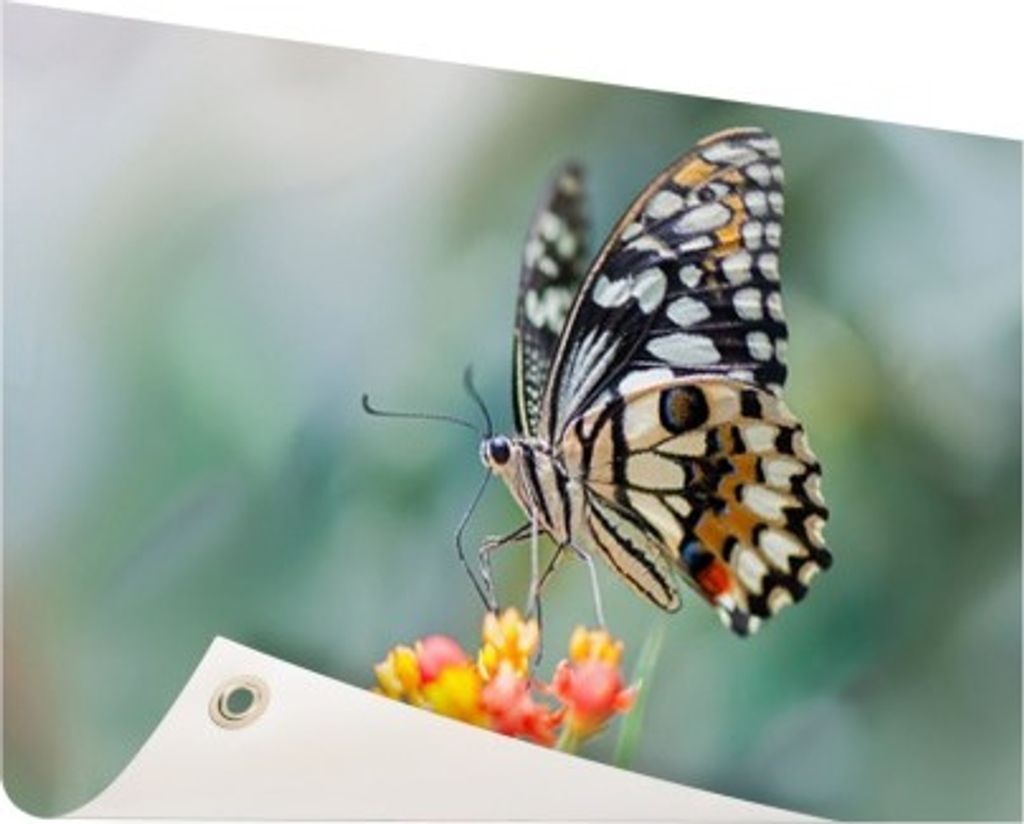 Gartenposter - 60x40 cm - Seiten Schmetterling auf Blume - Modernes Wandbilder - Tierposter
