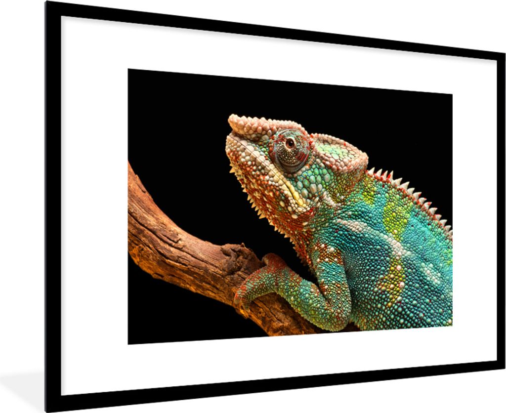 MuchoWow MuchoWow Gerahmtes Poster Chamäleon auf einem Ast 90x60 cm - Poster mit zchwarzem Bilderrahmen - Wanddekoration - Fotos