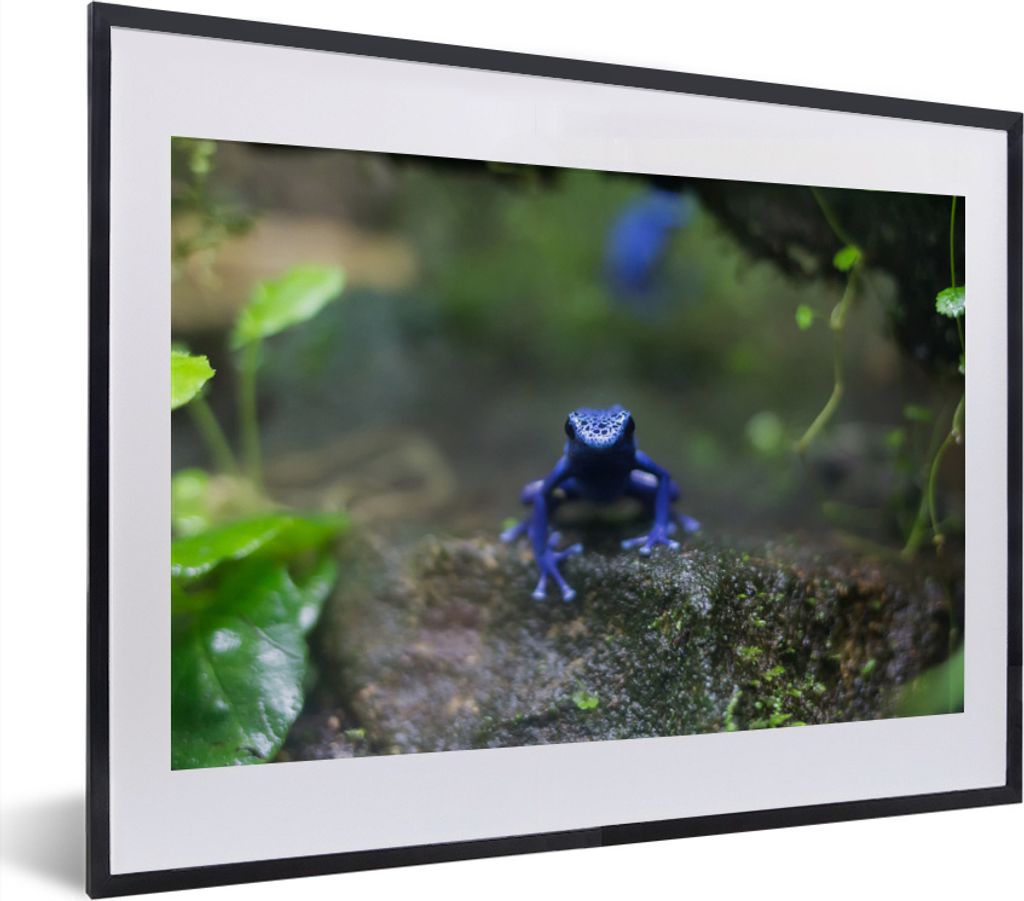 MuchoWow MuchoWow Gerahmtes Poster Blauer Frosch im Dschungel 40x30 cm - Poster mit zchwarzem Bilderrahmen - Bilderrahmen - Poster im Rahmen