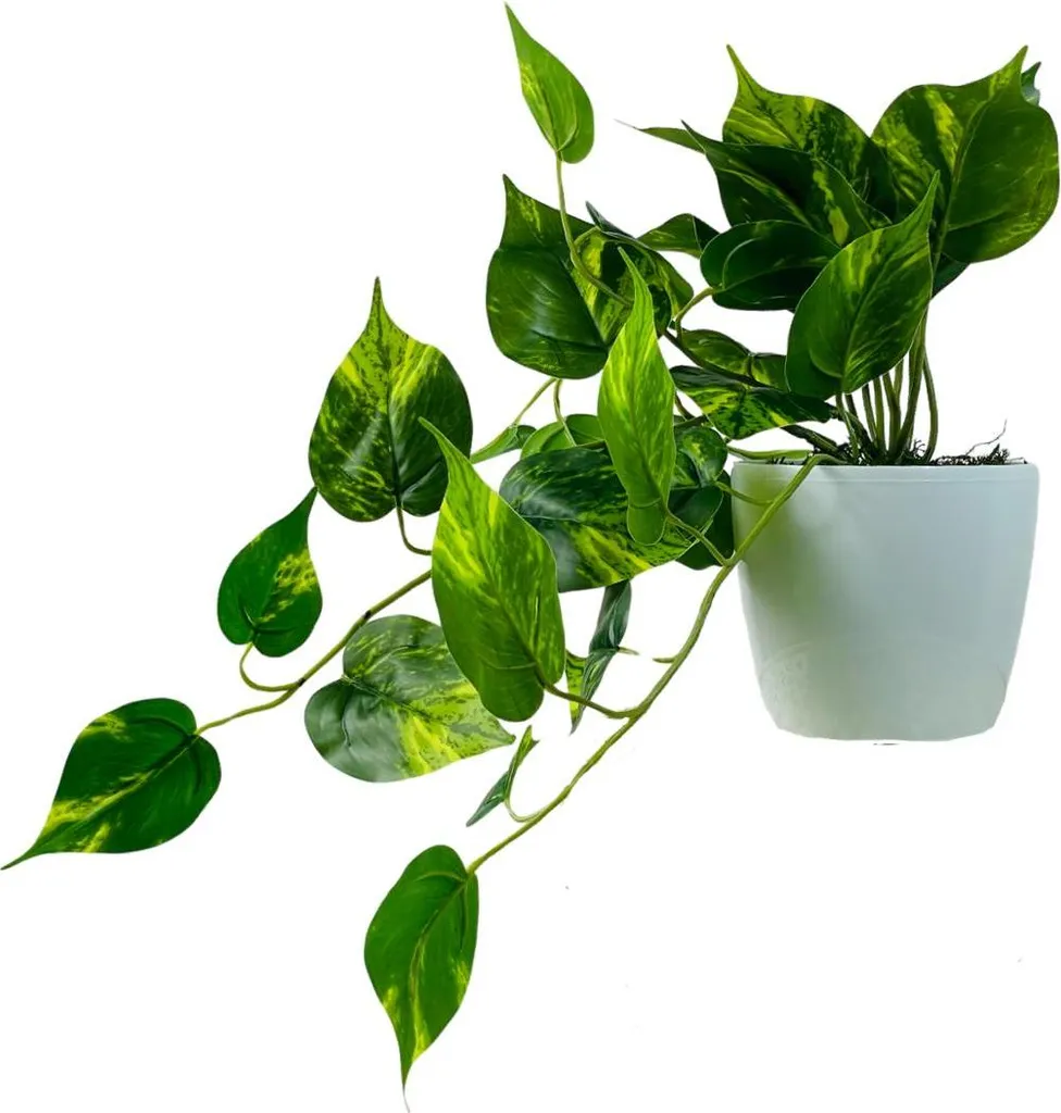 Philodendron suspendu 25x40 cm avec feuillage dense - Pot inclus robuste