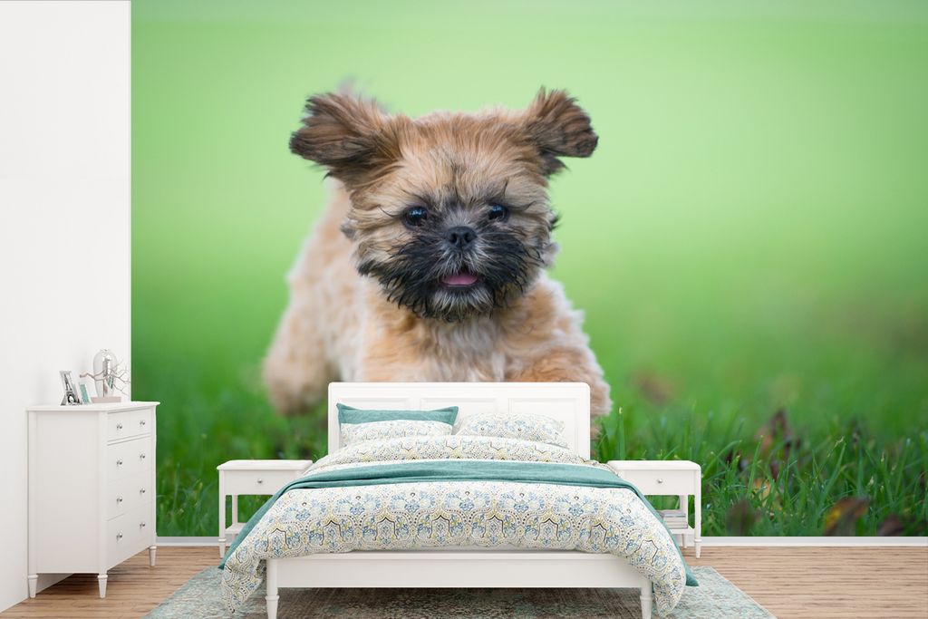 MuchoWow Fototapete für Wohnzimmer oder Schlafzimmer Wandtapete Vinyl Motivtapete Ein niedlicher Shih Tzu Hund, der durch das Gras läuft - 450x...