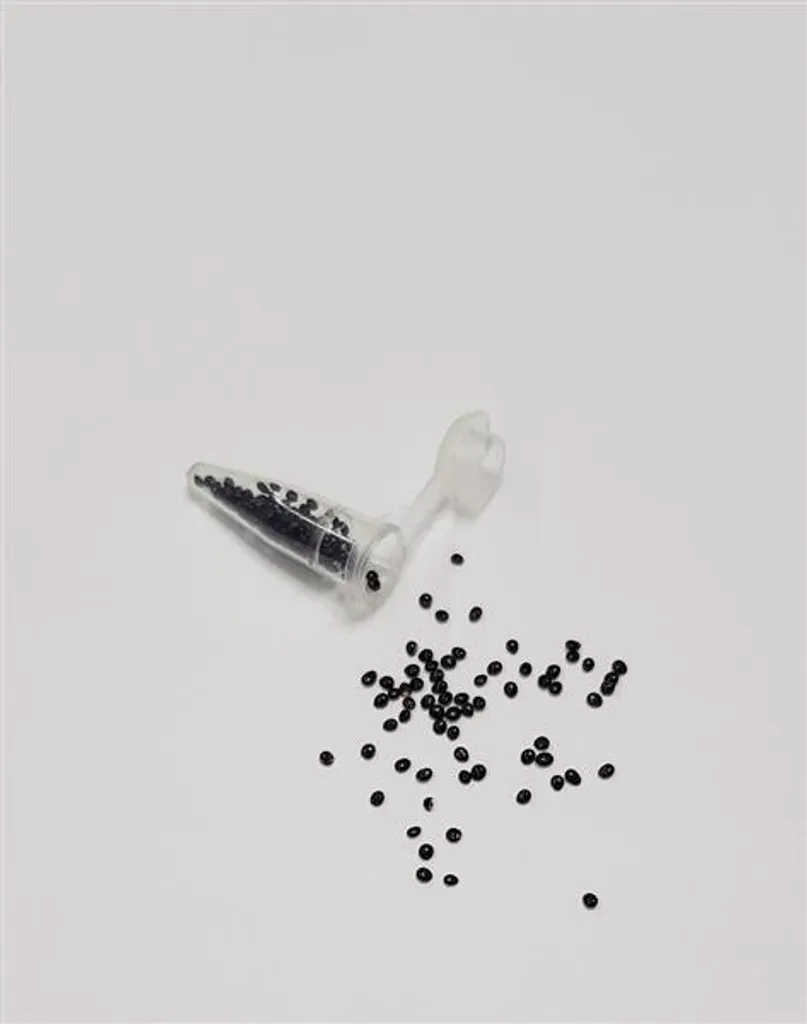 20x Blatt-Amaranth-Fuchsschwanz Samen Garten | Kaufland.de