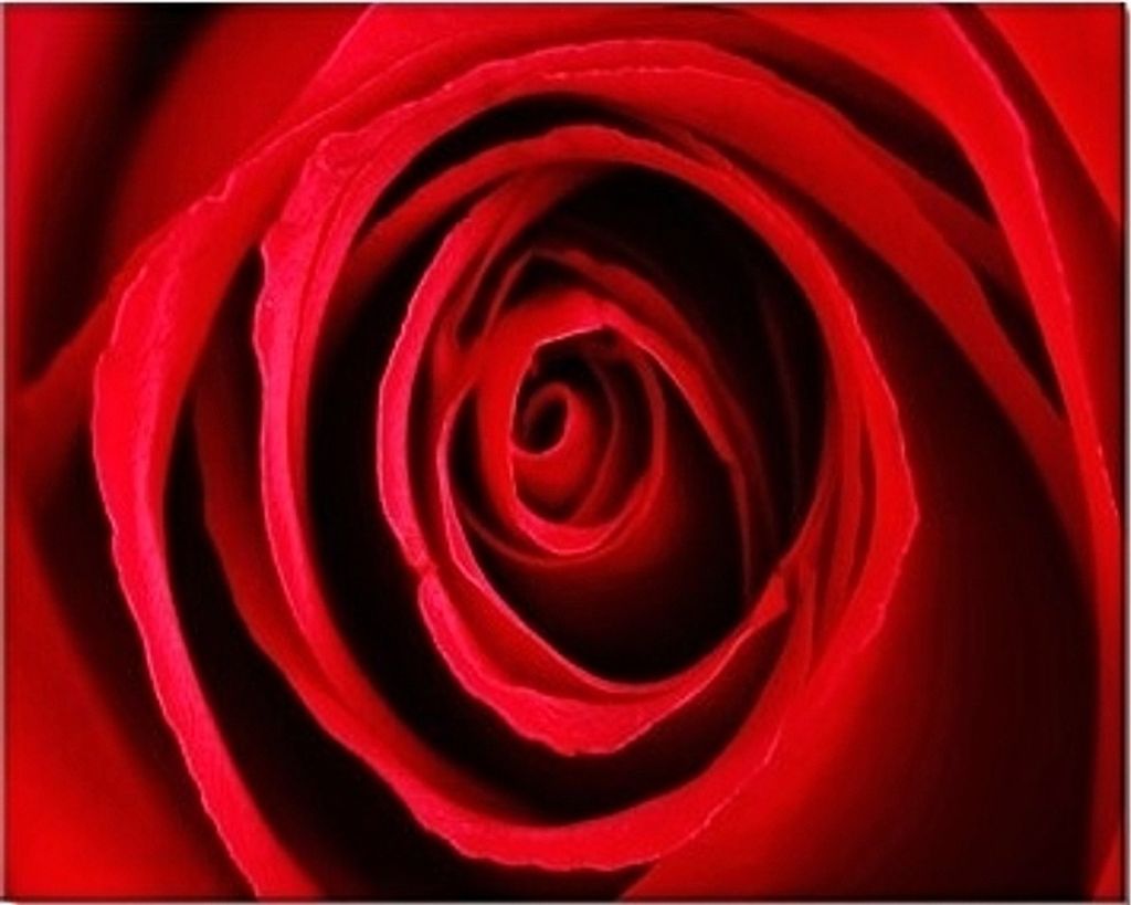 CANVAS rose red 40x50
