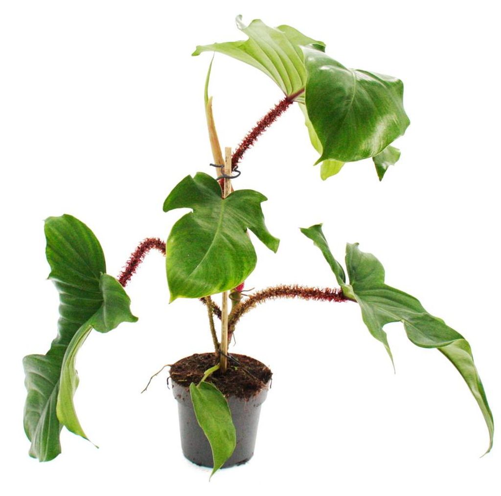 Philodendron squamiferum – divoký filodendron s červenými Obrázek produktu 