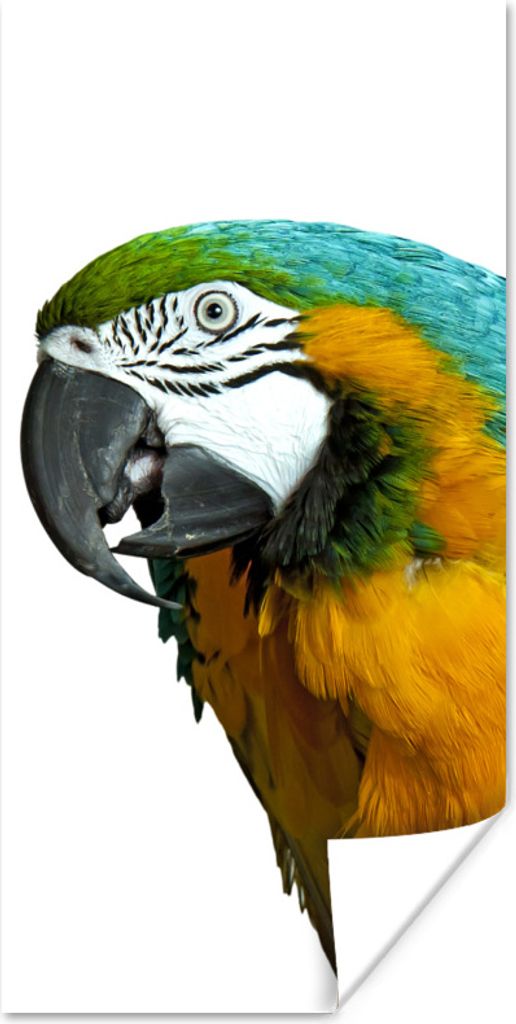 MuchoWow Poster Papagei - Vogel - Federn - Porträt 20x40 cm - Plakat - Foto