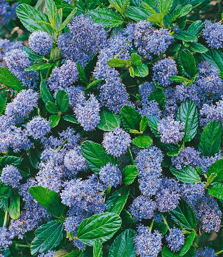 BALDUR Garten 1x Immergrüne Säckelblume Blauer Ceanothus 'Blue Mound', Pflanze im 13 cm-Topf, Kalifornischer Flieder winterhart, trockenresistent...