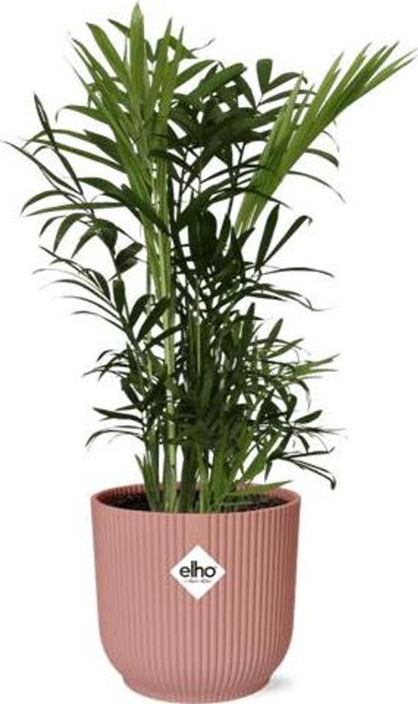 Mexikanische Bergpalme – Chamaedorea Elegans – elegante Zimmerpflanze – pflegeleicht & luftreinigend – Ø14cm Topf – mit Vibes Fold Rosa ...