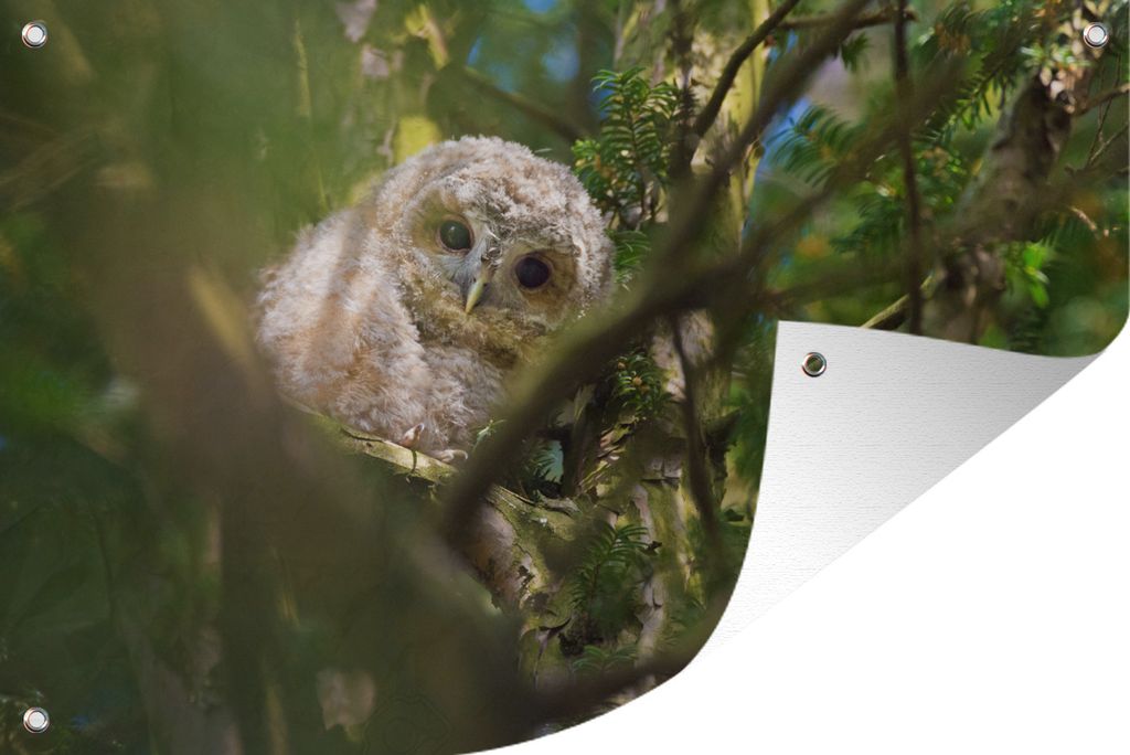 MuchoWow 120x80 cm Outdoor-Poster Gartendeko Sichtschutz Garten Poster für den Garten Waldkauz zwischen den Ästen im Baum